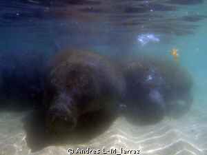 SCHOOL OF MANATEES by Andres L-M_larraz 
